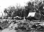 Halling Kauri Logs George's bullock team about 1898 - Colleen Stanaway Collection.