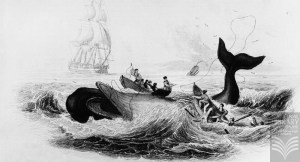 William Home Lizars Engraving of Whaling 1837 - Alexander Turnbull Library